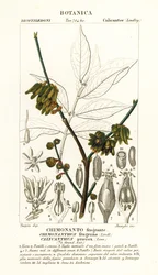 Chimonanthus praecox