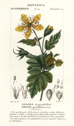 Loasea grandiflora