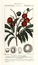 Fruit de litchi, Litchi chinensis