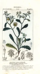 Madame gorgone, Acicarpha tribuloides