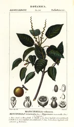 Manchineel ou arbre à pommes de plage, Hippomane mancinella