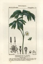 Podophylle pelté, Podophyllum peltatum