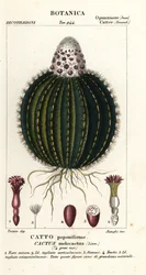 Cactus melon, Melocactus caroli-linnaei