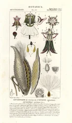 Asclépiade commune, Asclepias syriaca