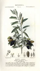 Olivier, Olea europaea