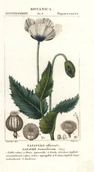 Pavot à opium, Papaver somniferum, Papavero officinale