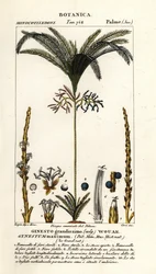 Palmier, Geonoma maxima
