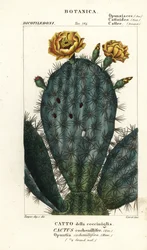 Figuier de Barbarie, Nopalea cochenillifera