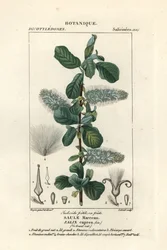 Saule marsault, Salix caprea