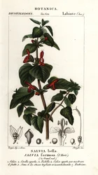 Sauge à feuilles brillantes, Salvia formosa