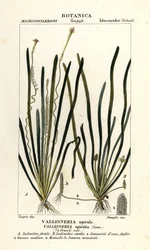 Vallisnérie spiralis