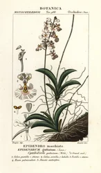 Orchidée Tolumnia guttata