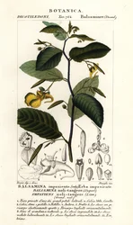 Balsamine ne-me-touchez-pas, Impatiens noli-tangere
