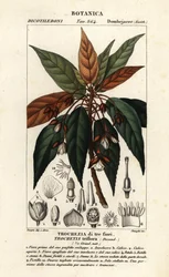 Trochetia triflora