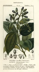 Cinnamomum verum