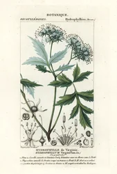 Hydrophylle de Virginie, Hydrophyllum virginianum
