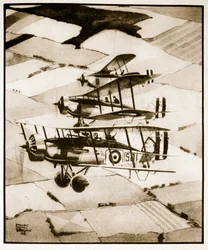 Terriers, illustration de 