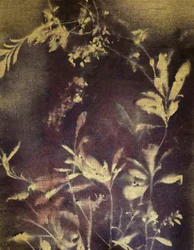 Étude botanique sombre