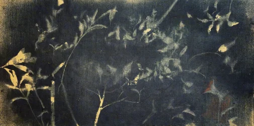 Étude botanique indigo