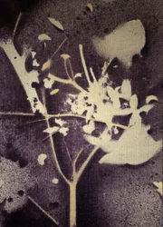 Silhouette botanique violette