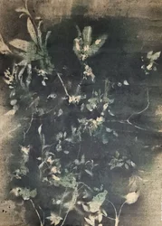 Ombres botaniques vintage