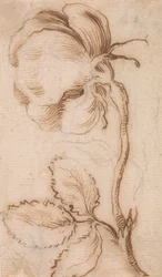 Étude de roses et d