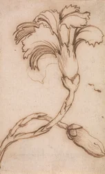 Étude de Œillets et Roses