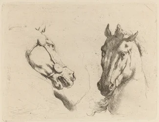 Tête de cheval vue de profil et en trois quarts