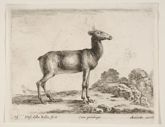Planche 15 : biche, de Divers animaux Diversi animali, vers 1641