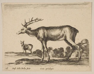 Cerf, des Divers animaux