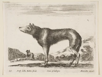 Planche 20: loup, de Diversi animali