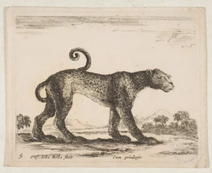Planche 9 : léopard, de 