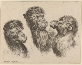 Trois têtes de chameaux