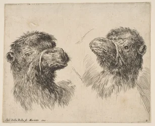 Deux têtes de chameau, vers 1641