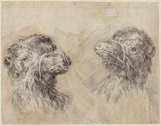 Deux têtes de chameau [recto], probablement 1649