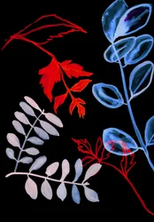 Flore nocturne IV, 2018 (numérique)