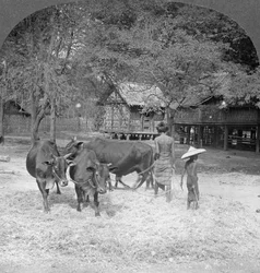 Battage du riz, Amarapura, Birmanie, 1908