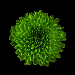 Chrysanthème n° 01, 2020