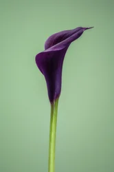 Calla Lily violet unique