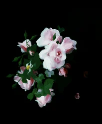 Roses roses. Peinture de Stuart Park (1862-1933) Collection privee.