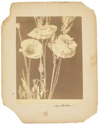 Coquelicots, c.1898-1920