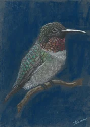 Colibri aux couleurs vives perché