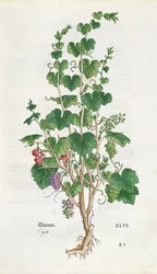 Vigne (Vitis Vinifera) planche botanique de De Historia Stirpium par Leonard Fuchs (1501-66) 1543