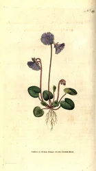 Soldanelle des Alpes - Soldanella alpina