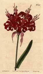 Amaryllis couleur pavot, avec des fleurs cramoisies foncées, originaire du Cap de Bonne-Espérance (Afrique du Sud)