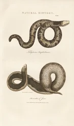 Amphisbaena et couleuvre de Javan