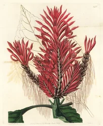 Aphelandra arborea