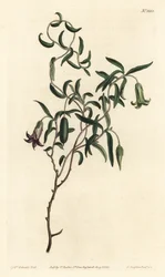 Baie de pomme ou billardiera à fleurs changeantes, Billardiera mutabilis