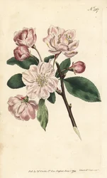 Pommier à fleurs ornementales, Malus spectabilis