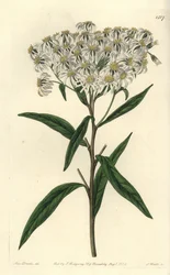 Aster à ombelles - Doellingeria umbellata